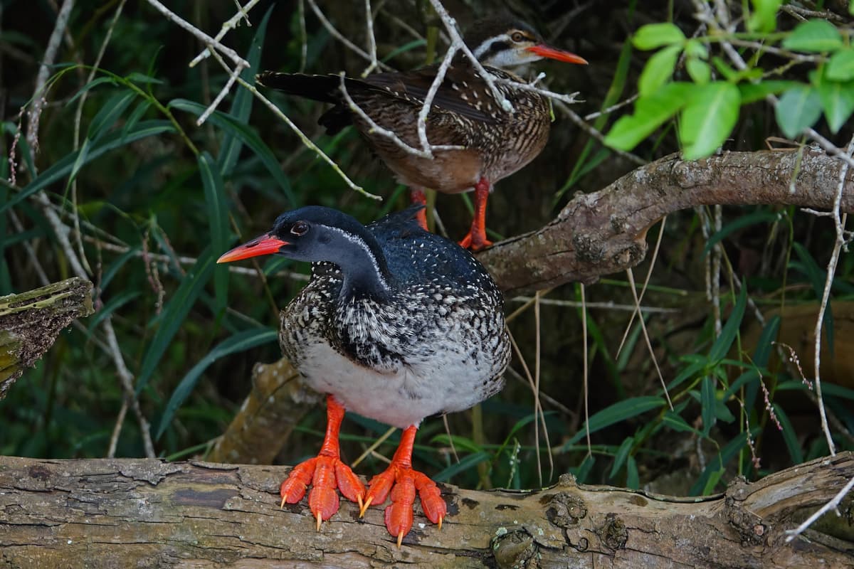Rare African Finfoot