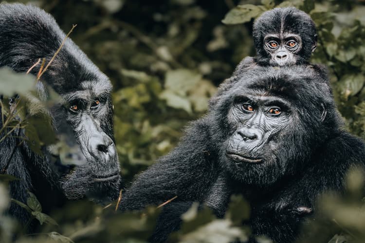 Bwindi Impenetrable