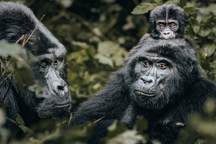 Gorilla Trekking Experience in Bwindi Impenetrable Forest