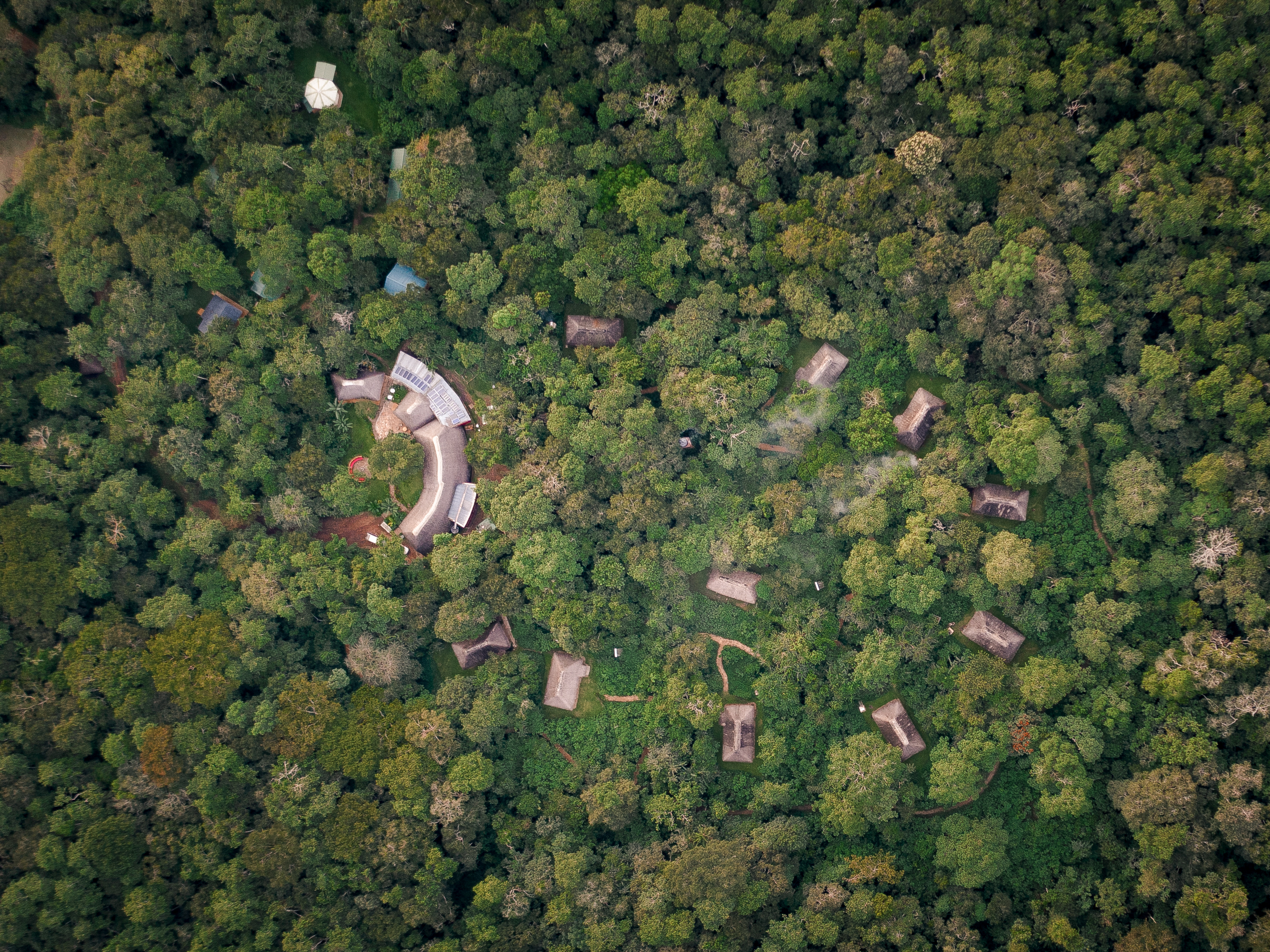 Chimpanzee Tracking in Kibale National Park